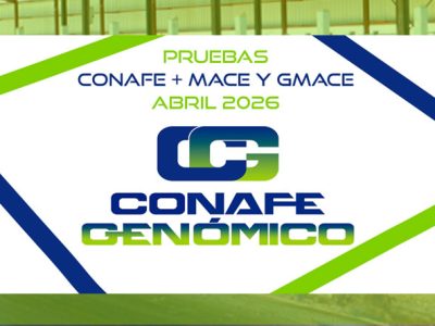 Nueva evaluación genética CONAFE de vacuno de raza frisona + MACE y GMACE de abril 2026