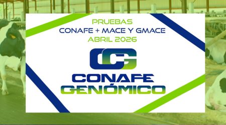 Nueva evaluación genética CONAFE de vacuno de raza frisona + MACE y GMACE de abril 2026