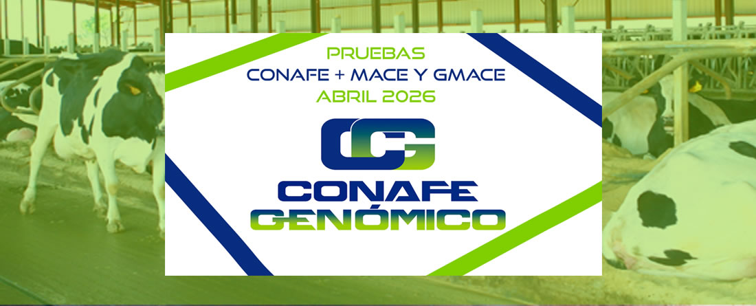 Nueva evaluación genética CONAFE de vacuno de raza frisona + MACE y GMACE de abril 2026