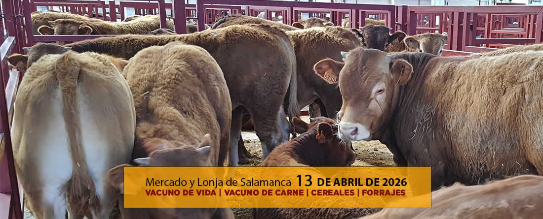 Análisis de la lonja y mercado de ganado vacuno de Salamanca 13 de abril de 2026