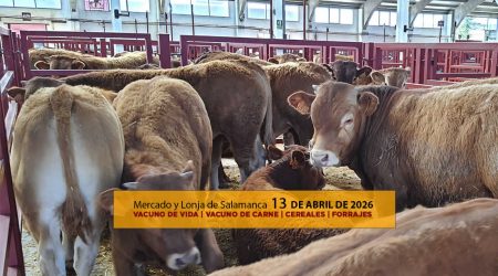 Análisis de la lonja y mercado de ganado vacuno de Salamanca 13 de abril de 2026