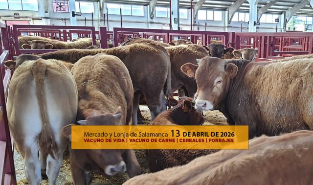 Análisis de la lonja y mercado de ganado vacuno de Salamanca 13 de abril de 2026