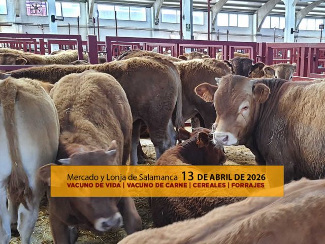 Análisis de la lonja y mercado de ganado vacuno de Salamanca 13 de abril de 2026