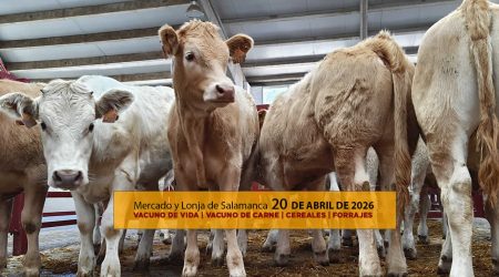 Análisis de la lonja y mercado de ganado vacuno de Salamanca 20 de abril