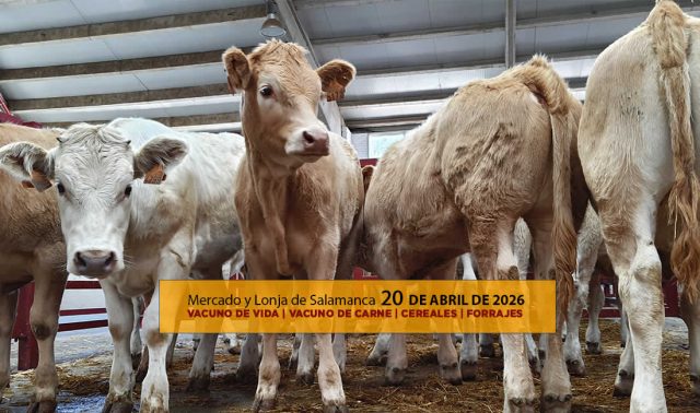Análisis de la lonja y mercado de ganado vacuno de Salamanca 20 de abril