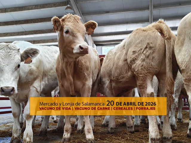 Análisis de la lonja y mercado de ganado vacuno de Salamanca 20 de abril