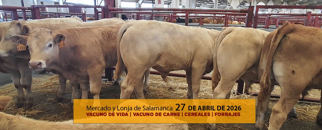 Análisis de la lonja y mercado de ganado vacuno de Salamanca 27 de abril de 2026