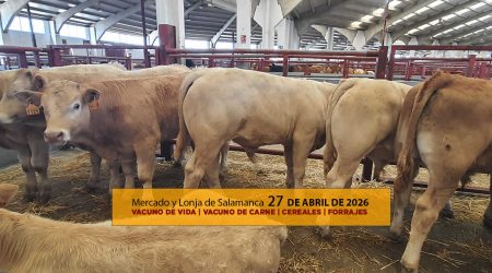 Análisis de la lonja y mercado de ganado vacuno de Salamanca 27 de abril de 2026