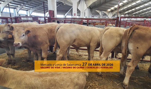 Análisis de la lonja y mercado de ganado vacuno de Salamanca 27 de abril de 2026