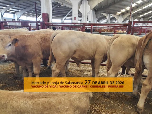Análisis de la lonja y mercado de ganado vacuno de Salamanca 27 de abril de 2026
