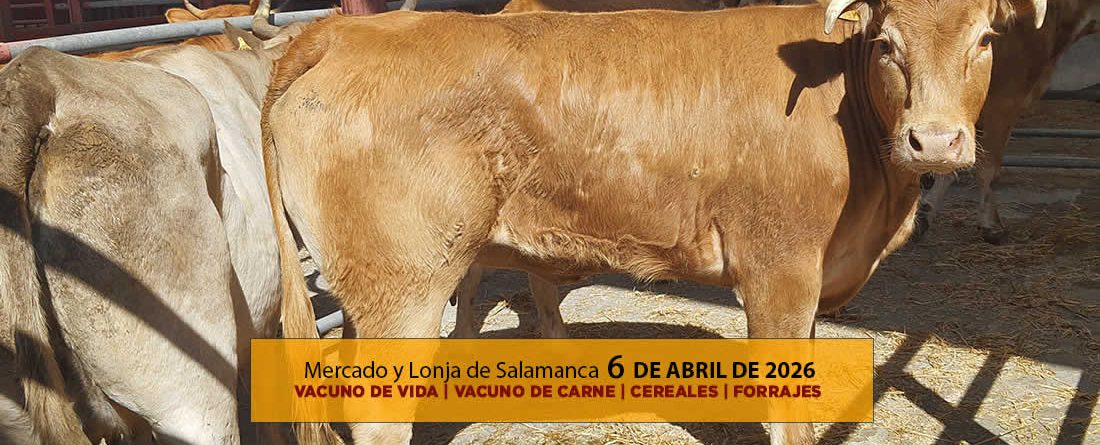 Análisis de la lonja y mercado de ganado vacuno de Salamanca 6 de abril de 2026