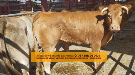 Análisis de la lonja y mercado de ganado vacuno de Salamanca 6 de abril de 2026