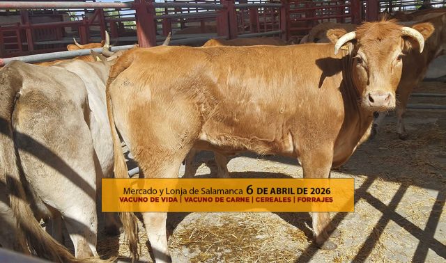 Análisis de la lonja y mercado de ganado vacuno de Salamanca 6 de abril de 2026