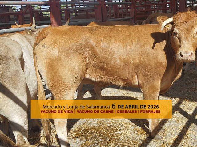 Análisis de la lonja y mercado de ganado vacuno de Salamanca 6 de abril de 2026