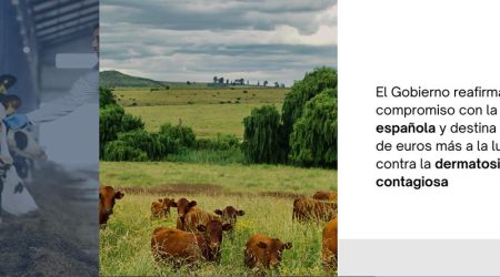Un millón de euros más para luchar contra la dermatosis nodular contagiosa