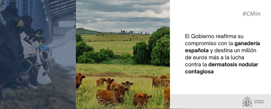 Un millón de euros más para luchar contra la dermatosis nodular contagiosa