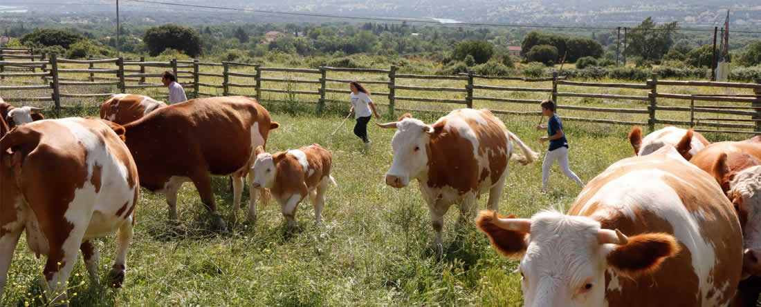 UPA: "¿Hay razones para que los agricultores y ganaderos se opongan a los ODS y el Pacto Verde Europeo?"