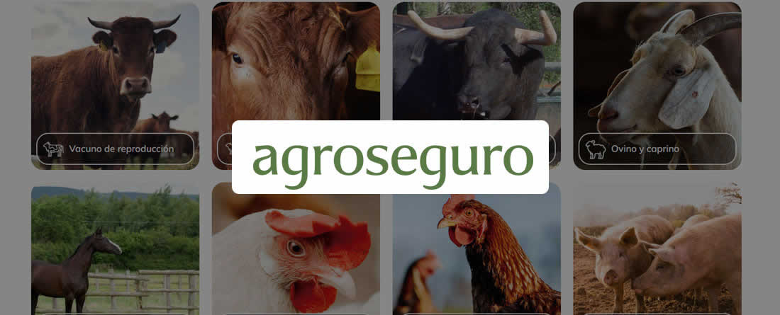 Agroseguro presenta en Valladolid las novedades del Plan 2026 de seguros pecuarios, que entra en vigor el próximo lunes 1 de junio