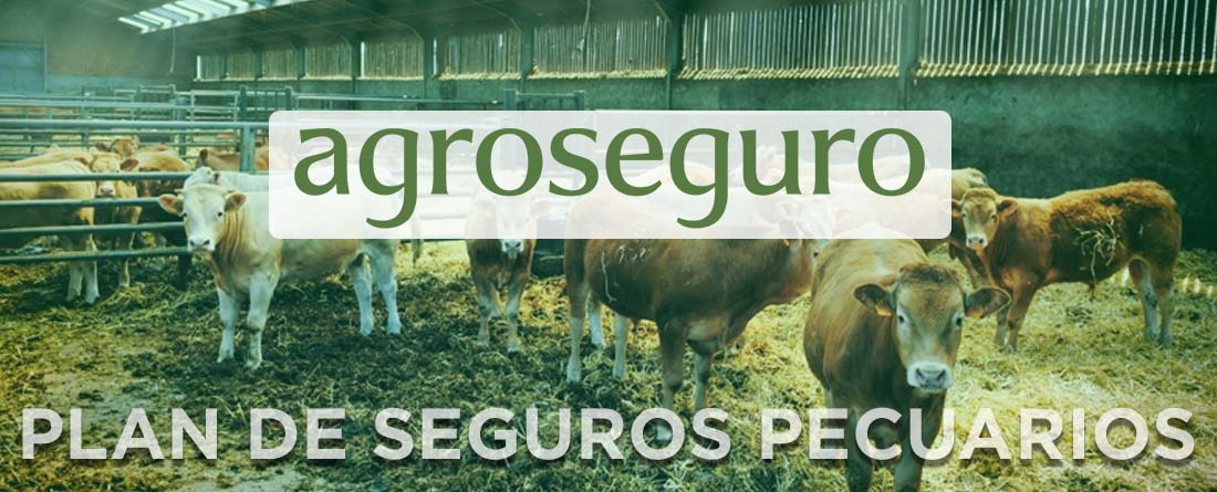 El próximo lunes, 1 de junio, entra en vigor el Plan 2026 de seguros pecuarios, que incluye 15 líneas ganaderas