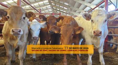 Análisis de la lonja y mercado de ganado vacuno y cereales de Salamanca 11 de mayo