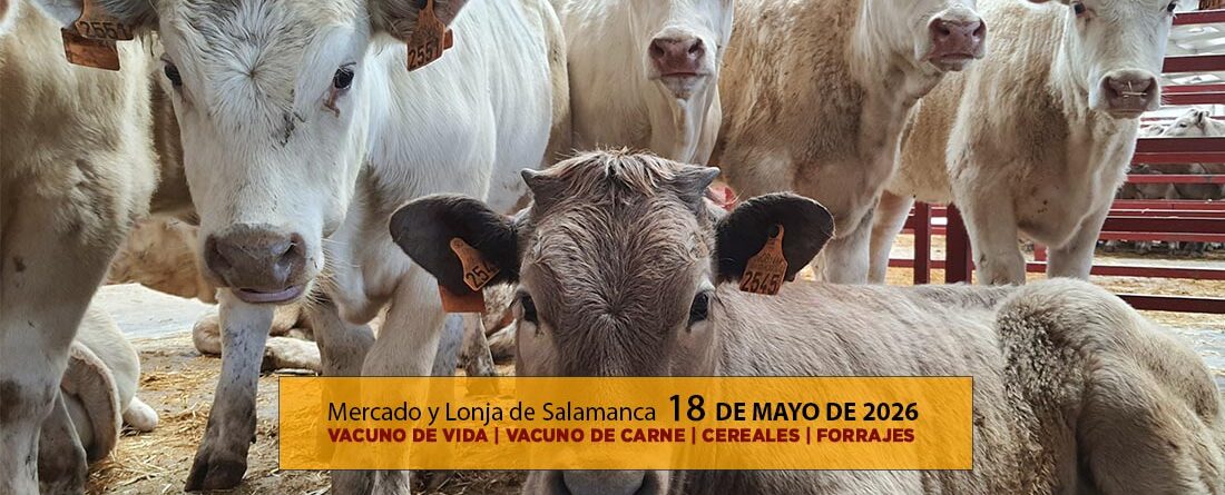 Análisis de la lonja y mercado de ganado vacuno para vida y para carne de Salamanca 18 de mayo