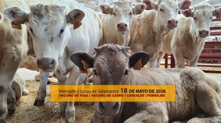 Análisis de la lonja y mercado de ganado vacuno para vida y para carne de Salamanca 18 de mayo
