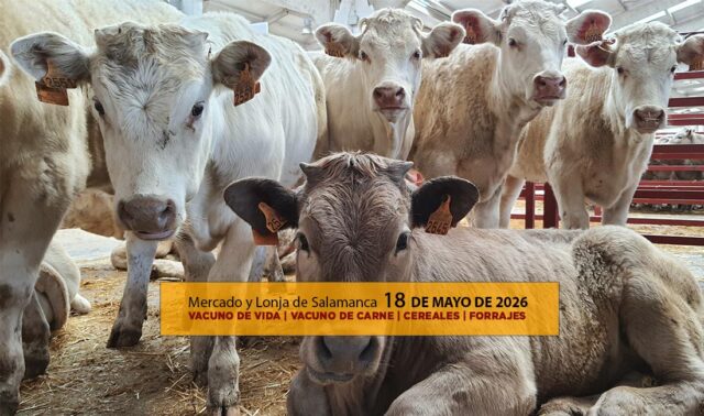 Análisis de la lonja y mercado de ganado vacuno para vida y para carne de Salamanca 18 de mayo