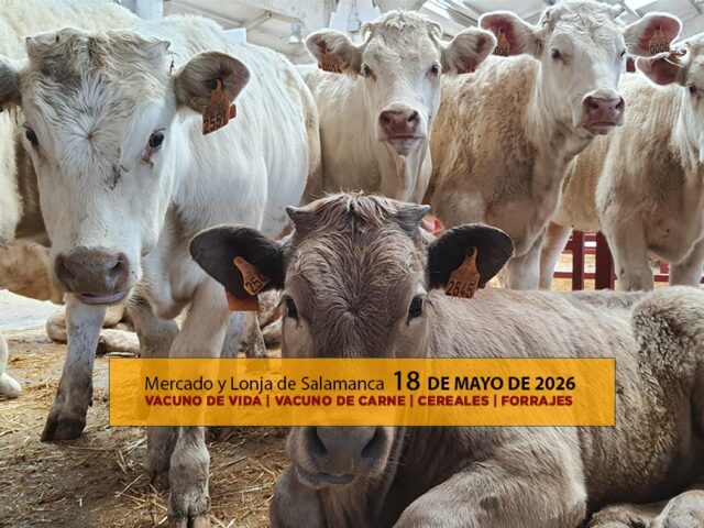 Análisis de la lonja y mercado de ganado vacuno para vida y para carne de Salamanca 18 de mayo