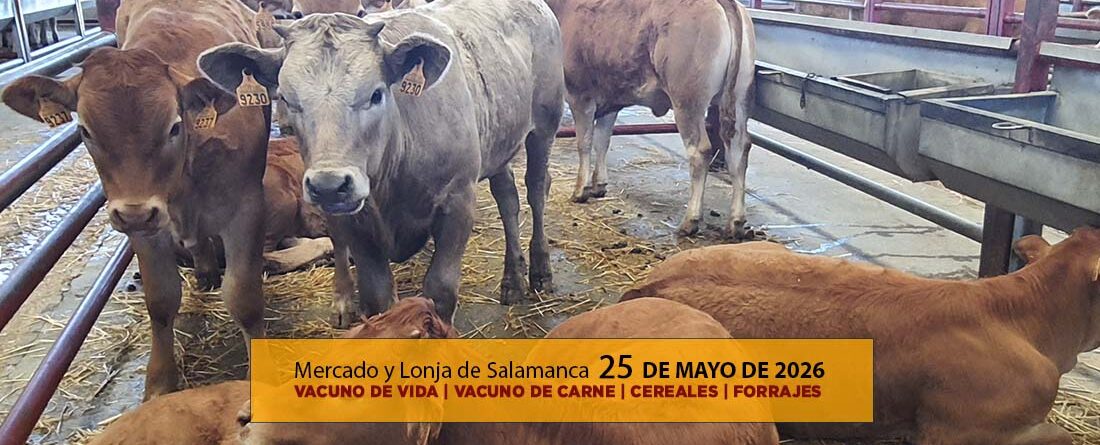 Análisis de la lonja y mercado de ganado de Salamanca 25 de mayo