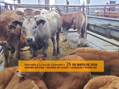 Análisis de la lonja y mercado de ganado de Salamanca 25 de mayo