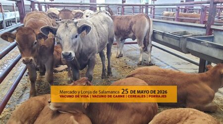 Análisis de la lonja y mercado de ganado de Salamanca 25 de mayo