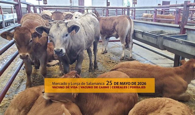 Análisis de la lonja y mercado de ganado de Salamanca 25 de mayo
