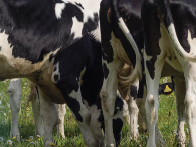 La madurez de las novillas es importante, artículo premium sobre vacuno de leche y alimentación de vacas