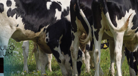 La madurez de las novillas es importante, artículo premium sobre vacuno de leche y alimentación de vacas