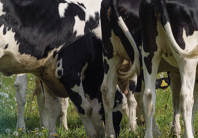 La madurez de las novillas es importante, artículo premium sobre vacuno de leche y alimentación de vacas