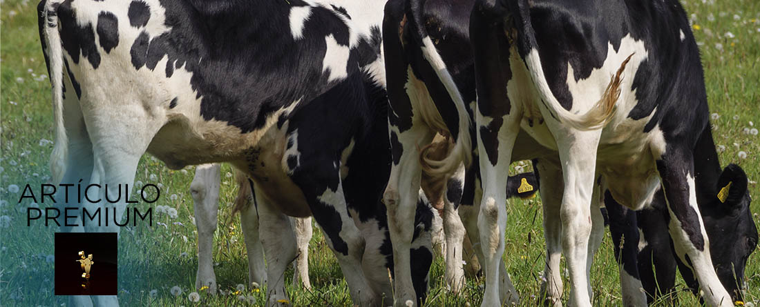 La madurez de las novillas es importante, artículo premium sobre vacuno de leche y alimentación de vacas