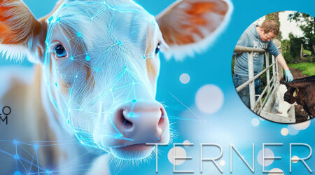 Claves de la nutrición de las terneras en la fase del post destete