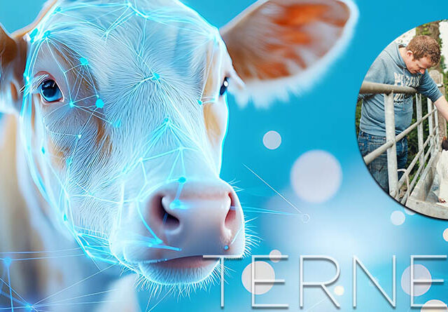 Claves de la nutrición de las terneras en la fase del post destete