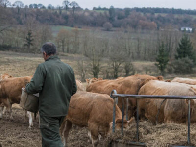 Unión de Uniones hace una radiografía del sector de vacuno de carne con precios en lonja a la baja y costes al alza