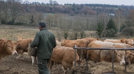 Unión de Uniones hace una radiografía del sector de vacuno de carne con precios en lonja a la baja y costes al alza