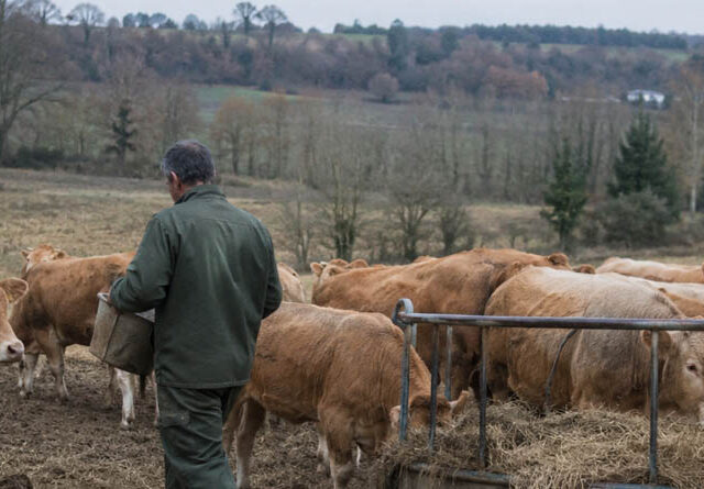 Unión de Uniones hace una radiografía del sector de vacuno de carne con precios en lonja a la baja y costes al alza