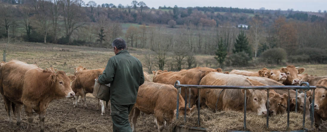 Unión de Uniones hace una radiografía del sector de vacuno de carne con precios en lonja a la baja y costes al alza