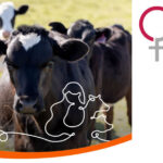 Zoetis organiza un webinar sobre prevención de M. bovis en novillas