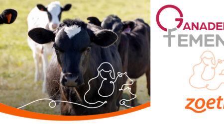 Zoetis organiza un webinar sobre prevención de M. bovis en novillas