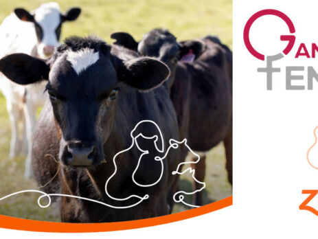 Zoetis organiza un webinar sobre prevención de M. bovis en novillas