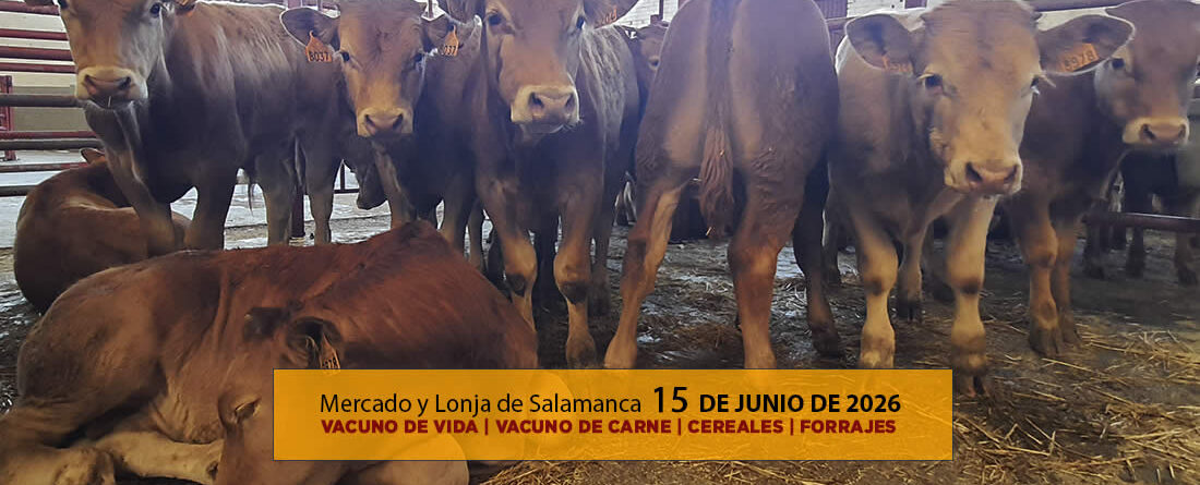 Análisis de la lonja y mercado de ganado vacuno de vida y carne de Salamanca 15 de junio de 2026