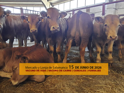 Análisis de la lonja y mercado de ganado vacuno de vida y carne de Salamanca 15 de junio de 2026