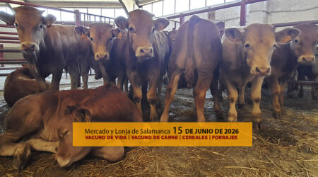 Análisis de la lonja y mercado de ganado vacuno de vida y carne de Salamanca 15 de junio de 2026
