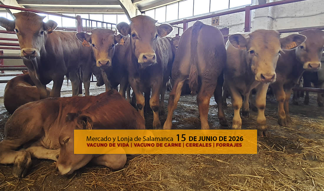 Análisis de la lonja y mercado de ganado vacuno de vida y carne de Salamanca 15 de junio de 2026