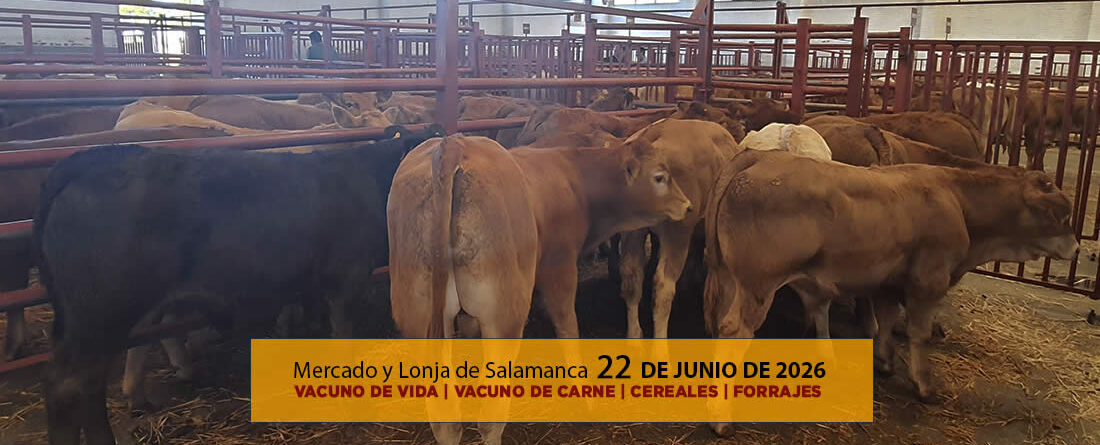 Análisis de la lonja y mercado de ganado vacuno para vida y para carne de Salamanca 22 de junio de 2026